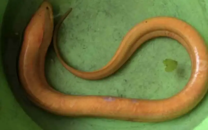 Phát hiện lươn vàng quý hiếm tại Thái Lan, dân làng kinh ngạc trước điềm lành