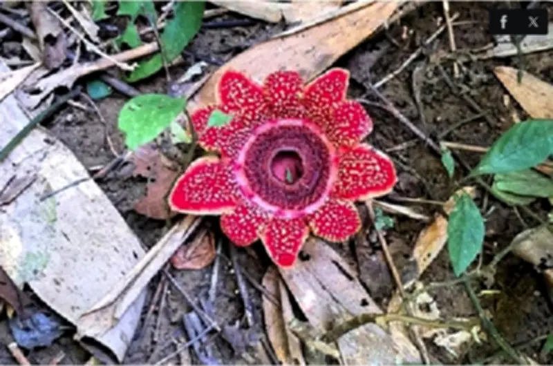 Phát hiện loài hoa quý hiếm địa nhân Himalaya trong rừng Phong Nha - Kẻ Bàng