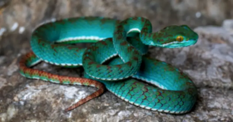 Phát Hiện Loài Rắn Lục Mới Và Ba Loài Thạch Sùng Tại Campuchia