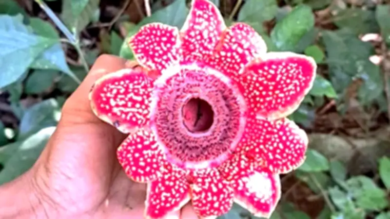 Phát hiện loài thực vật quý hiếm Địa nhãn Himalaya tại Phong Nha-Kẻ Bàng