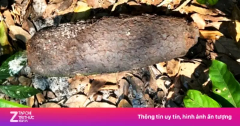 Phát Hiện Đạn Pháo Trên Cánh Đồng Ở Huế: Lực Lượng Chức Năng Xử Lý An Toàn