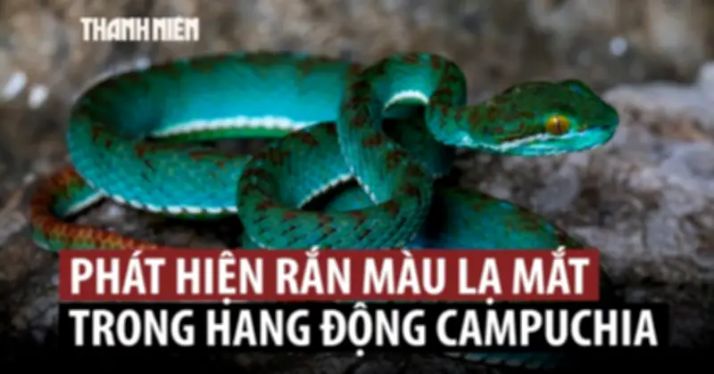 Phát hiện nhiều loài mới trong hang động cổ xưa tại Campuchia