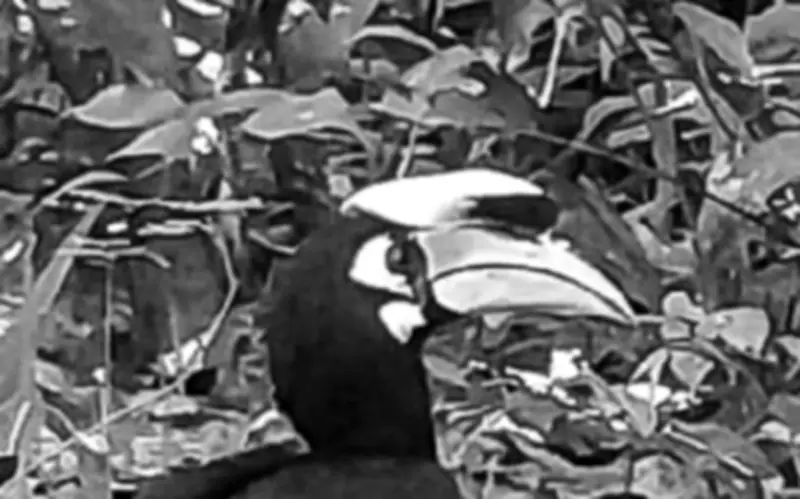 Phát hiện rái cá và chim hồng hoàng quý hiếm tại Vườn quốc gia Chư Mom Ray