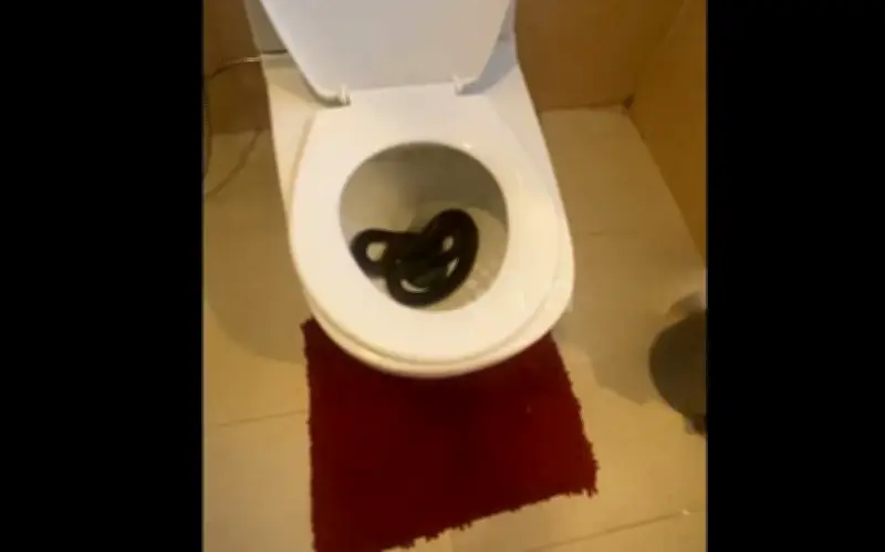 Phát hiện rắn hổ hành ngũ sắc trong bồn cầu tại Thái Lan, đội cứu hộ giải cứu