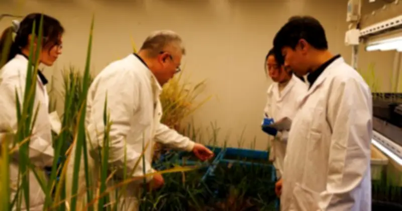 Phát hiện đột phá: Công tắc di truyền biến lúa thành cây lâu năm, thay đổi nền nông nghiệp