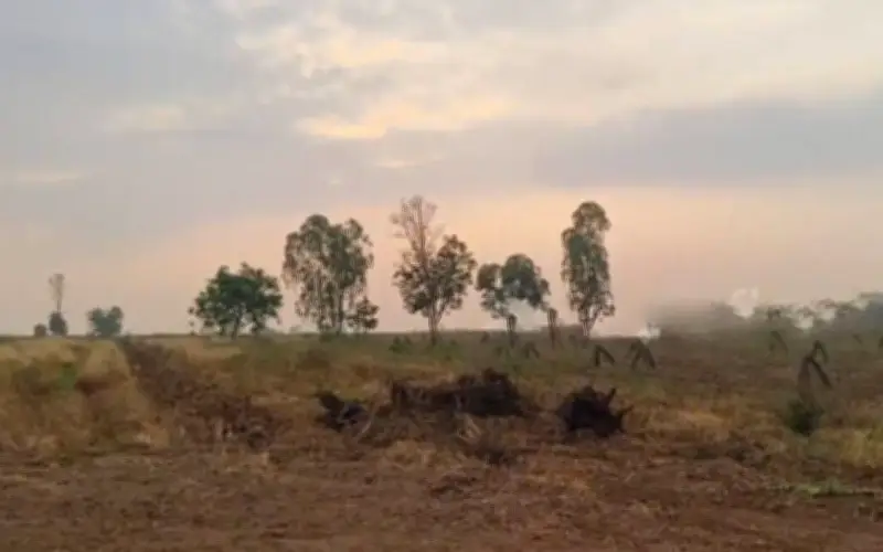 Phát hiện trẻ sơ sinh bị bỏ rơi trên cánh đồng sắn ở Thái Lan