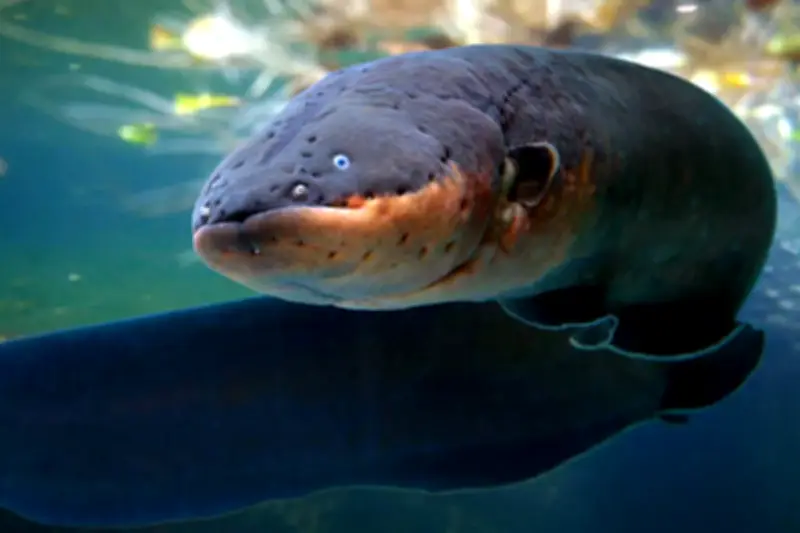 Phát minh pin bắt chước lươn điện, tạo 600 volt chỉ trong chớp mắt