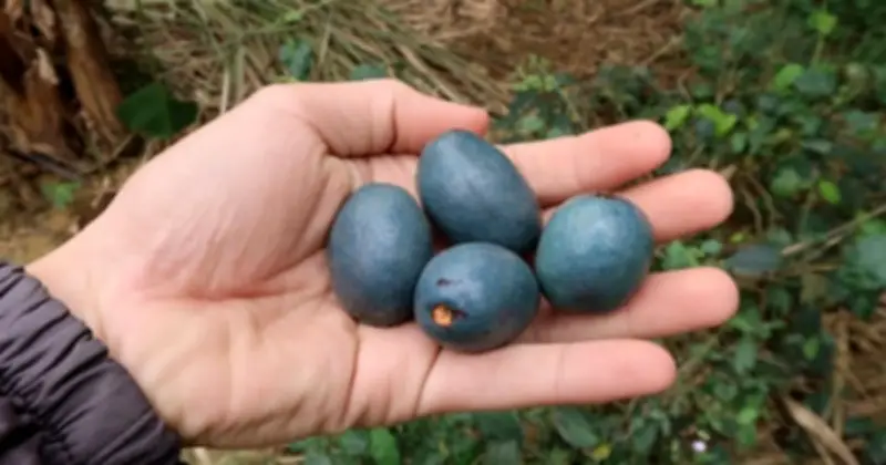 Quả Cọ - Đặc Sản Rừng Nhiệt Đới: Từ Thực Phẩm Bị Lãng Quên Đến Món Ăn Đắt Giá