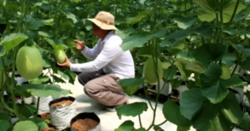 Quỹ David Dương: 'Cần câu' giúp nông dân Tây Ninh vươn lên làm giàu