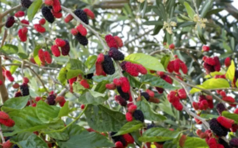 Quả Dâu Tằm: Vị Thuốc Quý Từ Thiên Nhiên Với Nhiều Công Dụng Tuyệt Vời