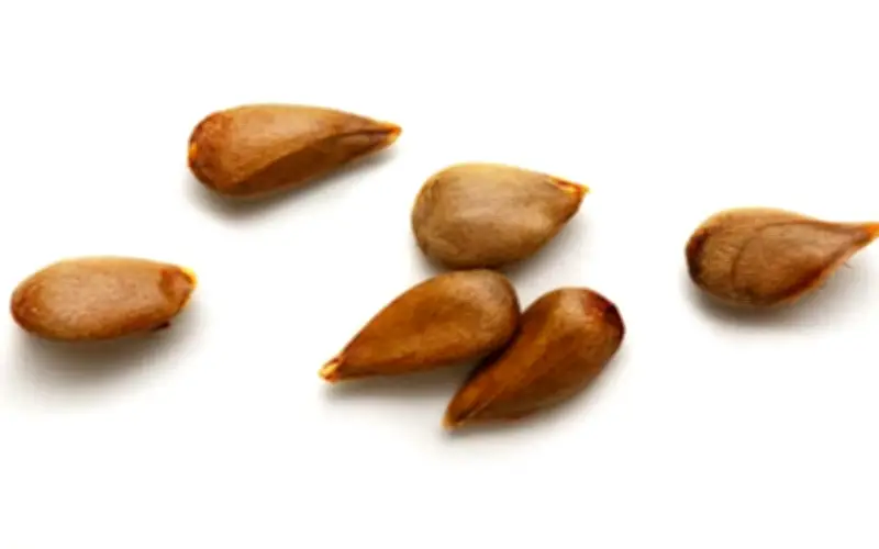 Quả Lê: Nguồn Dinh Dưỡng Dồi Dào Và Những Lưu Ý Quan Trọng Khi Sử Dụng