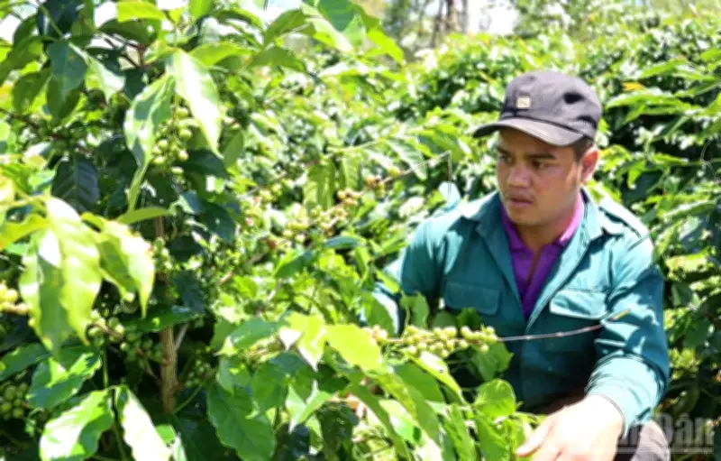 Quảng Ngãi định hướng phát triển vùng Măng Đen - Măng Bút - Kon Plông thành trung tâm du lịch sinh thái và nông nghiệp xứ lạnh