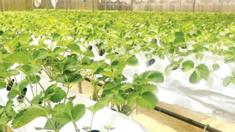 Quảng Ngãi phát triển nông nghiệp công nghệ cao tại các xã phía tây