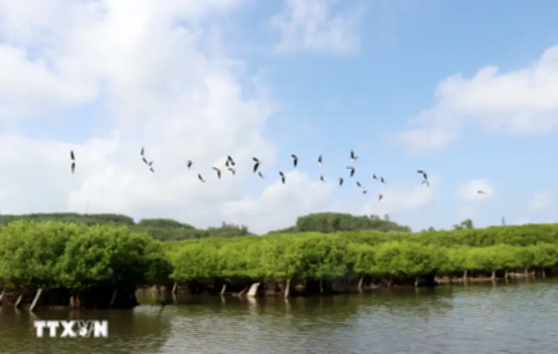 Quảng Ngãi: Rừng ngập mặn bầu cá cải lạ phơi xanh hoang sơ hấp dẫn