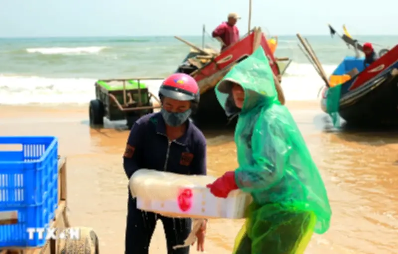 Quảng Trị sửa biển đổi đảo ngư dân trung vụ khai thác, đảm bảo an toàn