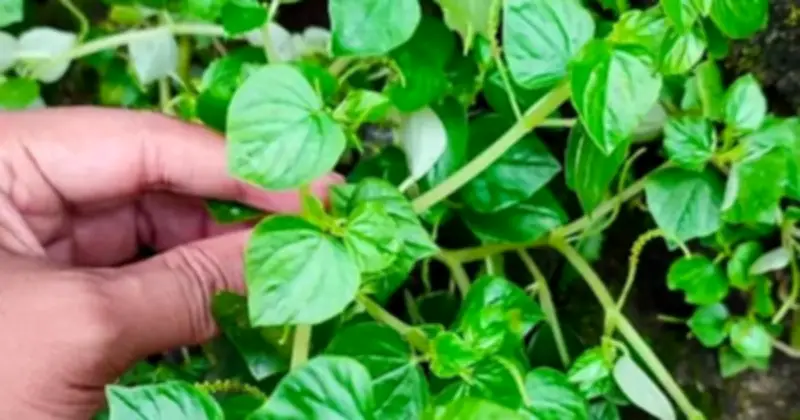 Rau Càng Cua: Từ Cỏ Dại Thành 'Thảo Dược Vàng' Trong Ẩm Thực Việt