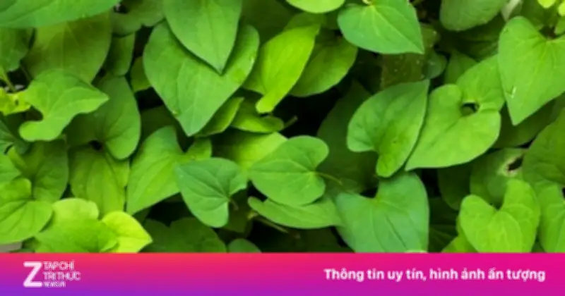 Rau Diếp Cá: Mùi Tanh Khó Chịu Nhưng Cực Tốt Cho Gan Và Sức Khỏe