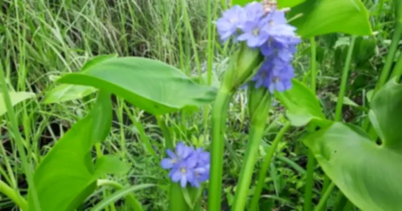 Rau mác đồng từ 'cỏ dại' thành đặc sản, mở hướng sinh kế mới cho miền Tây