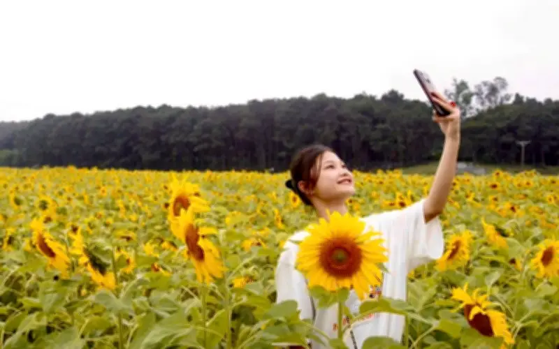 Rực Vàng Cánh Đồng Hoa Hướng Dương Ở Kim Liên, Du Khách Đổ Xô Check-in