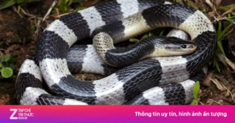 Rắn Cạp Nia: Loài Rắn Độc Hơn Hổ Mang Chúa Và Cách Xử Lý Khi Bị Cắn