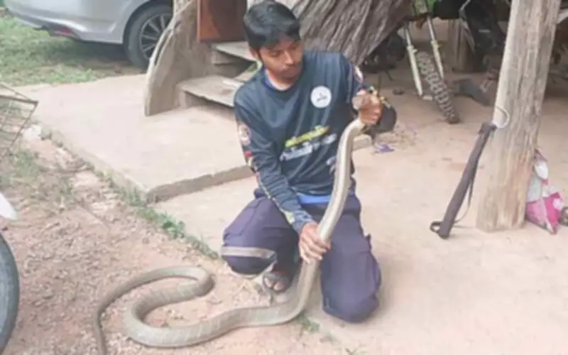 Rắn hổ mang chúa 3 mét ẩn trong động cơ xe ô tô ở Thái Lan