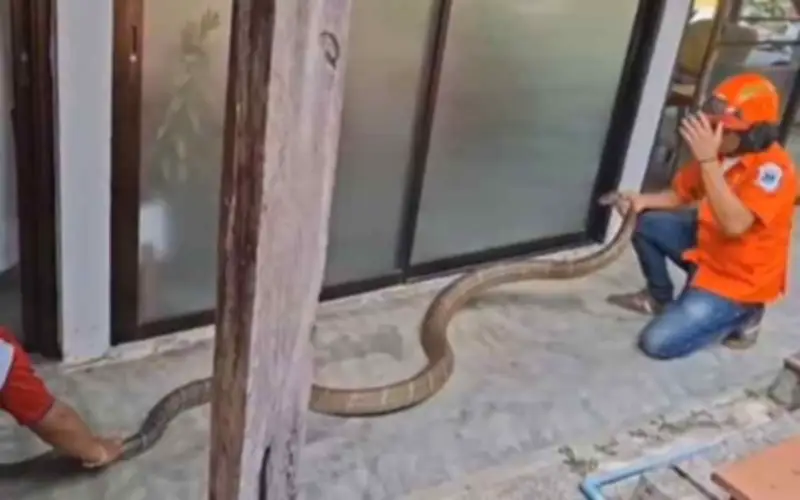 Rắn Hổ Mang Chúa Khổng Lồ 15kg Xâm Nhập Nhà Dân Tại Thái Lan