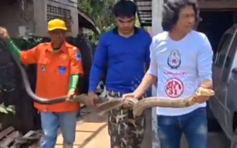 Rắn hổ mang chúa khổng lồ 4 mét bị bắt sau nhà dân ở Thái Lan