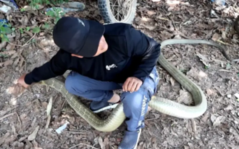 Rắn hổ mang chúa khổng lồ 4 mét xuất hiện ở làng Thái Lan, lực lượng cứu hộ giải cứu an toàn