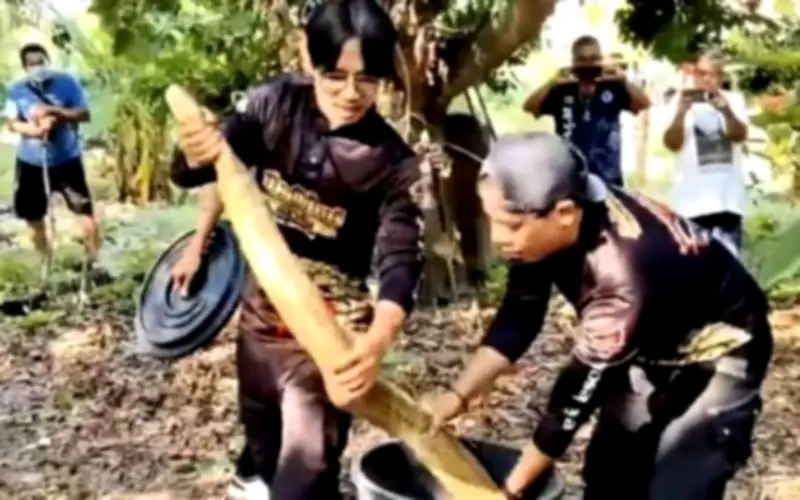 Rắn hổ mang chúa 'tán tỉnh' trong vườn nhà ở Thái Lan, đội bảo vệ giải cứu thành công