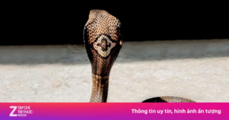 Rắn Hổ Mang Đất: Mối Nguy Hiểm Chết Người Và Cách Phòng Tránh