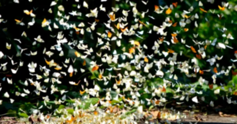 Rừng Cúc Phương: Mùa bướm và đom đóm song hành, trải nghiệm kỳ ảo từ tháng 4 đến tháng 6