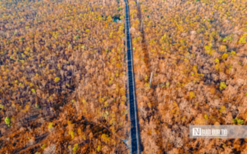 Rừng Khộp Tây Nguyên: 'Trời Âu' Giữa Đại Ngàn Với Mùa Thay Lá Rực Rỡ