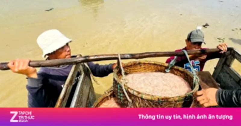 Ruốc Đỏ Au Dày Đặc Ở Biển Quảng Ngãi, Ngư Dân Bội Thu Đầu Năm 2026