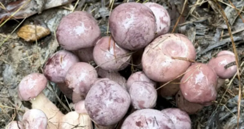 San Vật Trời Ban Ở Phú Quốc: Đổi Máu, Thần Tóc, Có Tiền Cũng Khó Mua