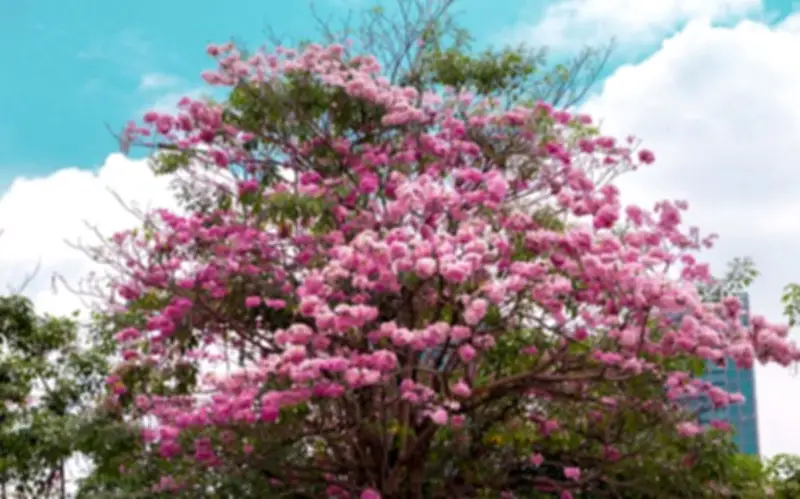 Sắc Hồng Kèn Hồng Rực Rỡ Giữa Lòng Thành Phố Hồ Chí Minh