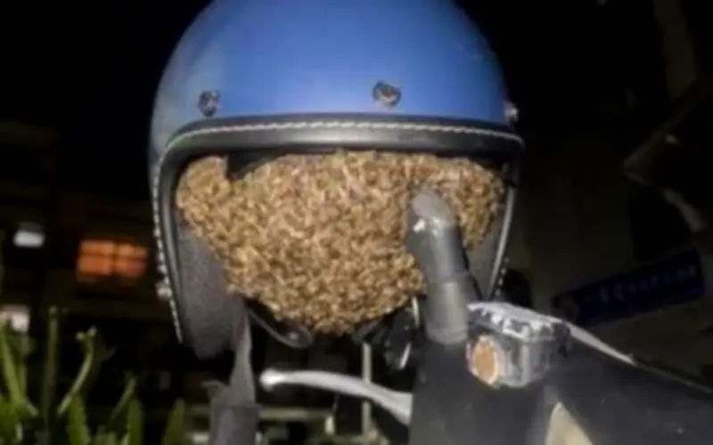 Sốc: Hàng trăm con ong làm tổ trong mũ bảo hiểm tại Đài Nam, Đài Loan