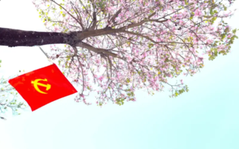 Sắc Tím Hoa Ban Nhuộm Hồng Phố Núi A Lưới, Gợi Nhớ Tây Bắc Giữa Miền Trung