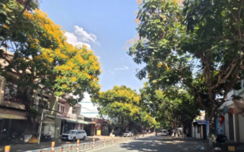 Sắc Vàng Lim Xẹt Rực Rỡ Trên Đường Huỳnh Văn Nghệ, Đồng Nai