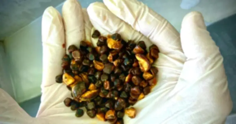 Sỏi Mật Bò: 'Đá' Quý Hiếm Trong Bụng Bò Đắt Hơn Vàng, Gây Sốt Thị Trường