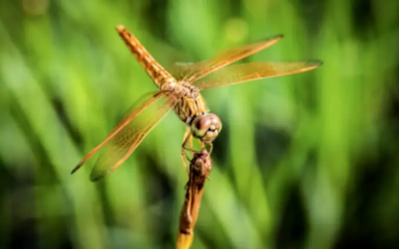 Sinh vào 3 khung giờ âm lịch này: Bước chậm nhưng thành tựu lớn, hậu vận thịnh vượng