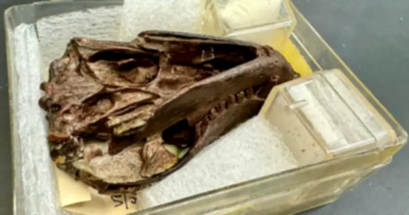 Sinh Vật 250 Triệu Tuổi Tiết Lộ Bí Mật Quan Trọng Về Nguồn Gốc Con Người