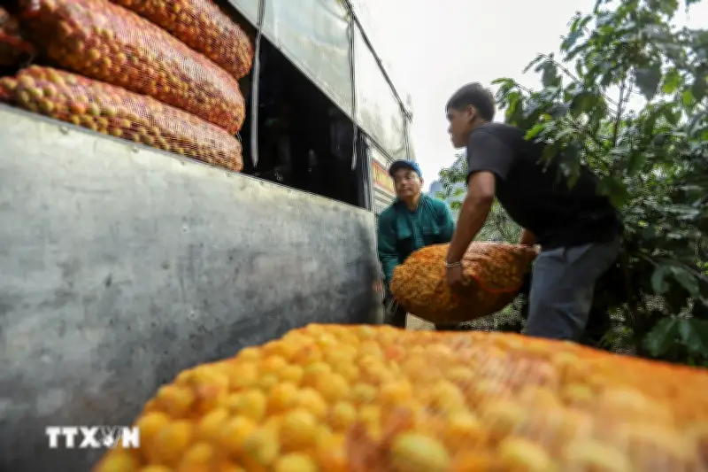 Sơn La hỗ trợ khẩn cấp người dân sau trận mưa đá gây thiệt hại nặng nề