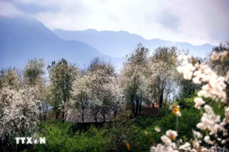 Sơn La: Hoa Sơn Trà Nở Rực Rỡ, Tràn Ngập Núi Rừng Tây Bắc