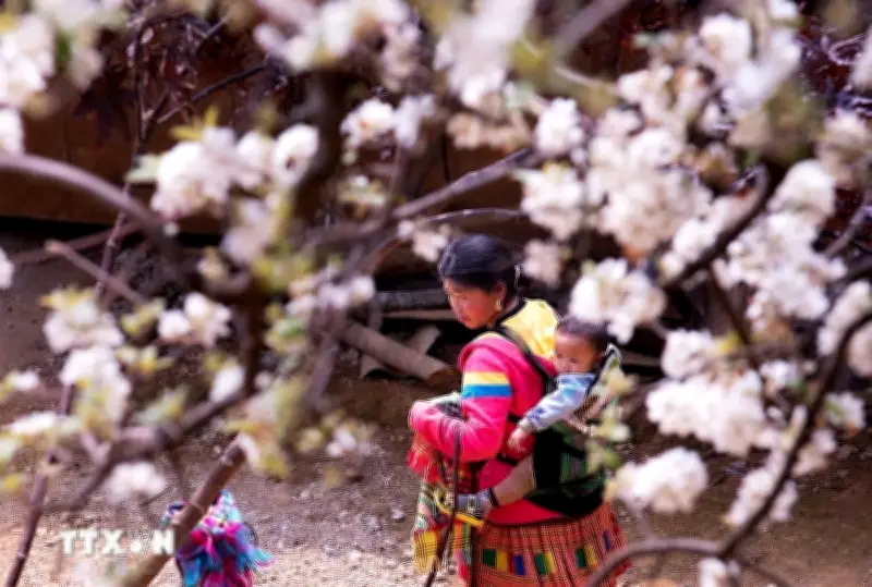 Sơn La: Ngỡ ngàng trước mùa hoa sơn tra nở trắng bạt ngàn núi rừng