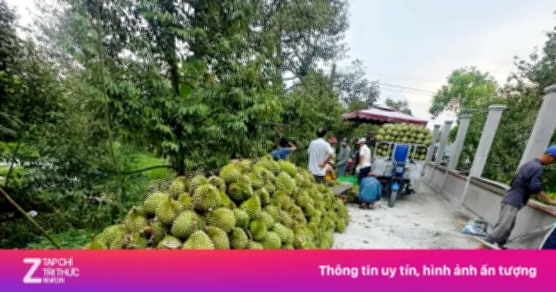 Sầu riêng giảm giá sâu, thương lái thu mua ồ ạt, nhà vườn neo cây chờ giá lên