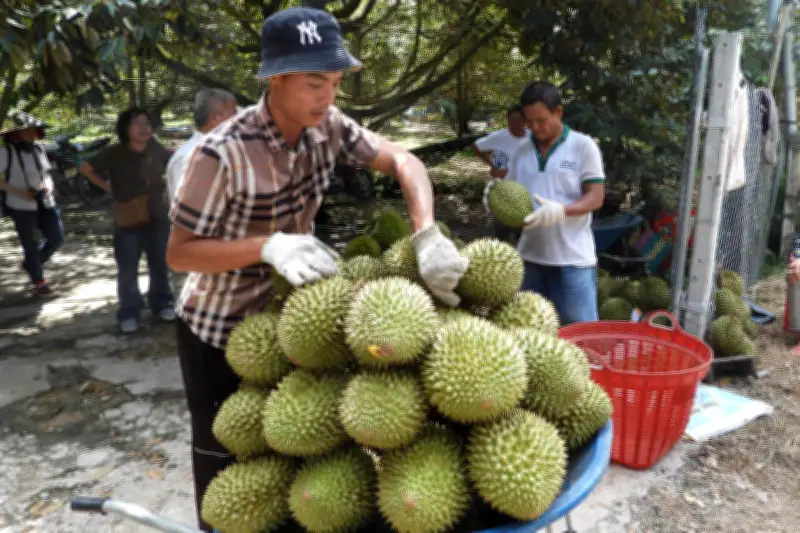 Sầu riêng nghịch vụ đạt giá như tôm tươi, nhà vườn lập đỉnh mới