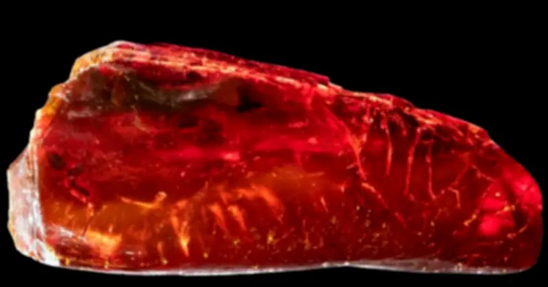 Sưu Tập Hóa Phách Đại Thi Hào Đức, Nhặt Sinh Vật 40 Triệu Tuổi Mà Không Hay