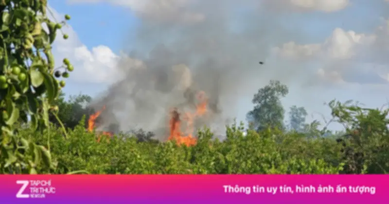 Đốt Cỏ Gây Cháy Lớn Ở Cần Thơ, Hàng Trăm Hộ Dân Hoảng Loạn Dập Lửa