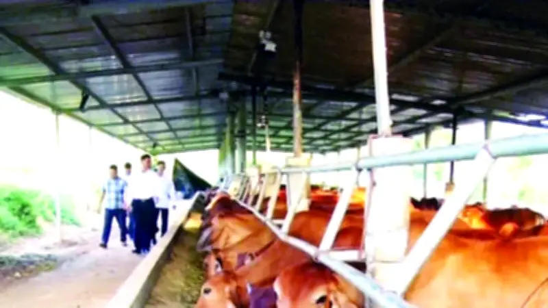 Từ cậu bé nghèo học lớp 2 đến ông chủ trang trại bò 20 tỷ đồng ở Quảng Trị