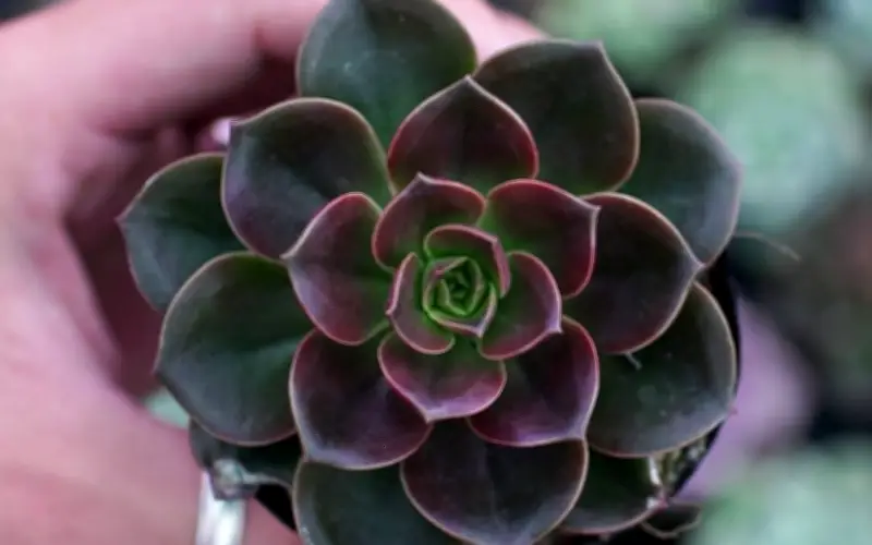 Đặt cây này trên bàn làm việc: Thanh lọc không khí và thu hút tài lộc, may mắn